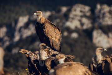 Group of Griffon Vultures (Gyps fulvus fulvus) in mountains of the Spanish Pyrenees sitting on trees