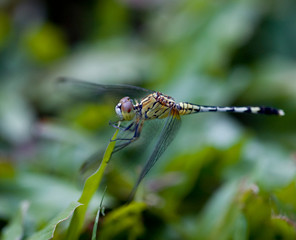 Dragonfly resting