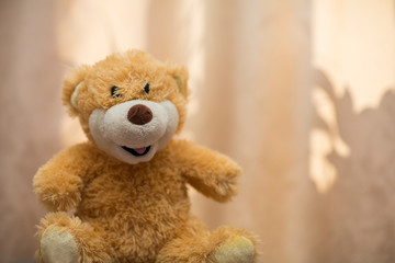  cute teddy bear sitting resting