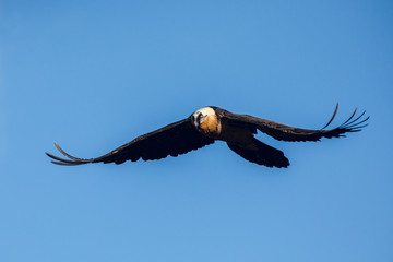 Bearded Vulture, Gypaetus barbatus, flying in blue sky