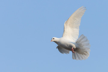 white dove a symbol of hope in flight