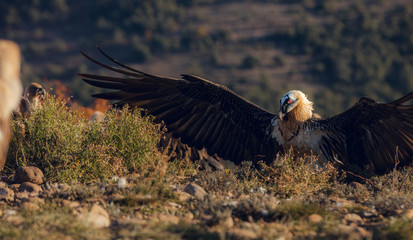 Bearded Vulture, Gypaetus barbatus, flying between mountains at sunrise in Spain