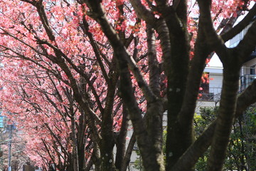 桜のプロムナード