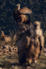 Bearded Vulture, Gypaetus barbatus, detail portrait of rare mountain bird with vultures