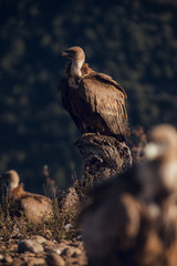 Bearded Vulture, Gypaetus barbatus, detail portrait of rare mountain bird with vultures