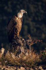European griffon vultures (Gyps fulvus fulvus) eating at sunrise in Pyrenees mountains in Spain
