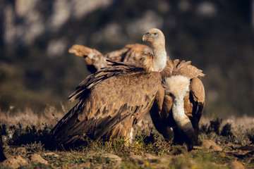 Bearded Vultures, Gypaetus barbatus, in mountains at sunrise in Spain