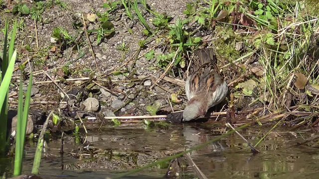 Haussperling (Passer domesticus)