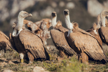 Group portrait of Bearded Vulture, Gypaetus barbatus, in mountains at sunrise in Spain