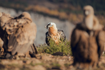 Bearded Vulture, Gypaetus barbatus, detail portrait of rare mountain bird with vultures