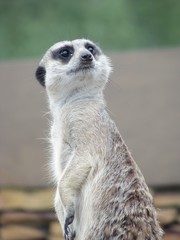 Surykatka © Natalia