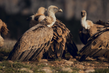 Obraz premium Group of Vultures, in mountains at sunrise in Spain