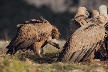 Group of Vulture, interacting in mountains at sunrise in Spain