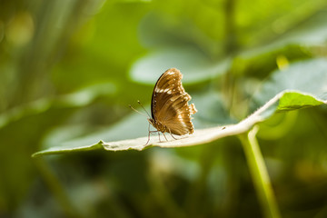 butterfly on a flower