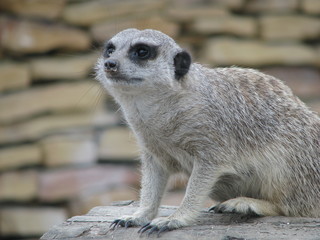 Surykatka © Natalia