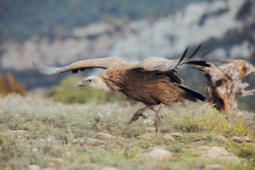 A horizontal photograph of one Cape Vulture (gyps coprotheres) in flight and about to land during sunrise in Spain