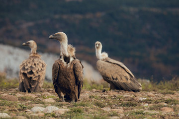 Group of vultures. Griffon Vulture, Gyps fulvus, large bird of prey sitting on rocky mountain, natural habitat, in Spain Catalan Pyrenees