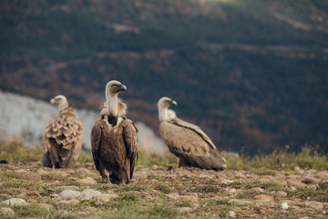 Group of vultures. Griffon Vulture, Gyps fulvus, large bird of prey sitting on rocky mountain, natural habitat, in Spain Catalan Pyrenees