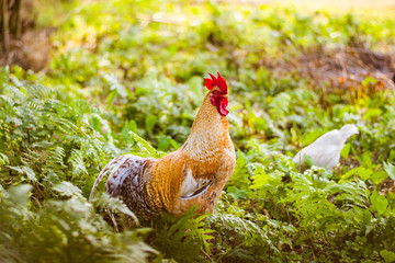 Desi indian rural cock hen