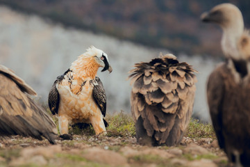Bearded Vulture, Gypaetus barbatus, detail portrait of rare mountain bird with vultures