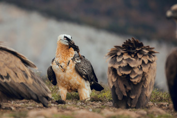 Bearded Vulture, Gypaetus barbatus, detail portrait of rare mountain bird with vultures