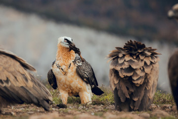 Bearded Vulture, Gypaetus barbatus, detail portrait of rare mountain bird with vultures