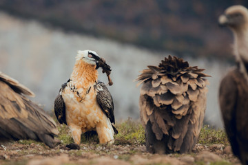 bearded vulture portrait of rare mountain bird, eating bones