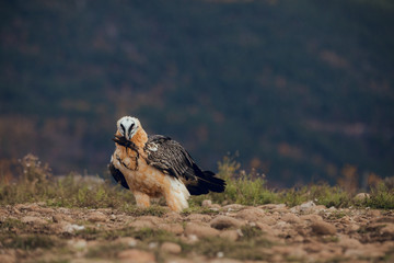 bearded vulture portrait of rare mountain bird, eating bones