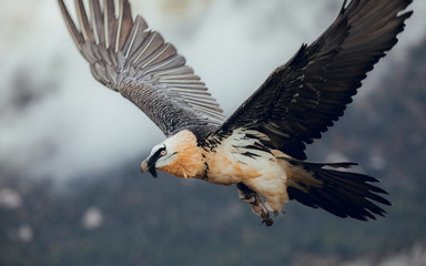 Bearded Vulture or Lammergeier, Gypaetus barbatus, flying bird on the rock mountain. Rare mountain bird, fly in winter, animal in stone habitat, with food on legs