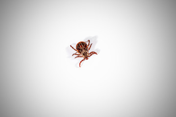 Closeup mite on a white background. Danger of tick bite.