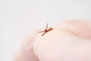 Danger of tick bite. Shows close-up mite in the hand in glove.