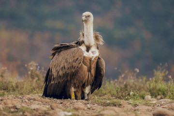 The Cinereous Vulture is a largely solitary bird, being found alone or in pairs much more frequently than most other Old World vultures.