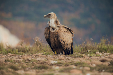 Eurasian griffon vulture, Gyps fulvus, single bird standing on rock in mountains, Spain, winter