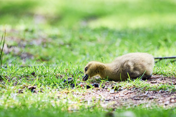 Canada goose gosling grazing ( Branta Canadensis )