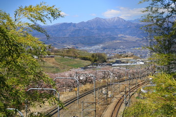 山梨 勝沼の甚六桜