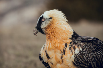 Close up bearded vulture portrait of rare mountain bird