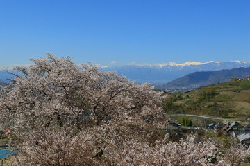 山梨 勝沼の甚六桜