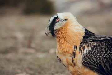 Close up bearded vulture portrait of rare mountain bird