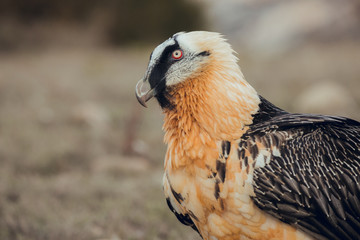 Close up bearded vulture portrait of rare mountain bird