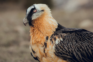 Close up bearded vulture portrait of rare mountain bird