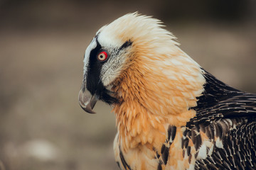 Close up bearded vulture portrait of rare mountain bird