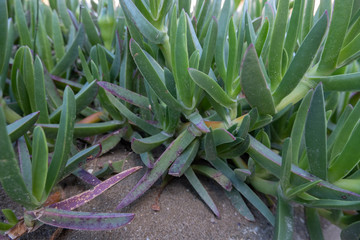 Obraz premium Carpobrotus plant grows on the dunes