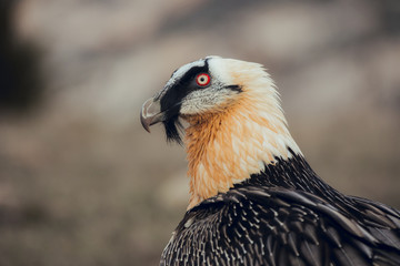 Close up bearded vulture portrait of rare mountain bird