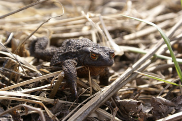 A dark brown toad with orange eyes