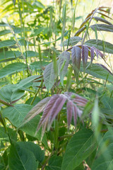 Obraz premium Tree of heaven grows in the forest