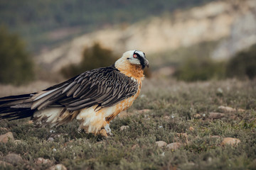 bearded vulture portrait of rare mountain bird