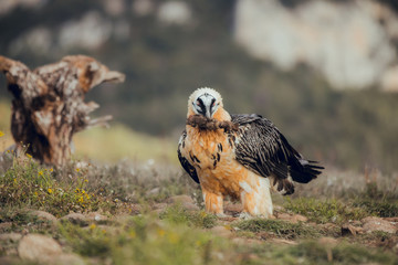 bearded vulture portrait of rare mountain bird, eating bones
