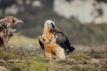 bearded vulture portrait of rare mountain bird, eating bones