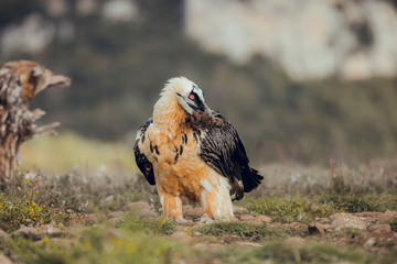 bearded vulture portrait of rare mountain bird, eating bones
