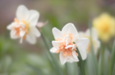 Naklejka na ściany i meble daffodils blooming in the garden